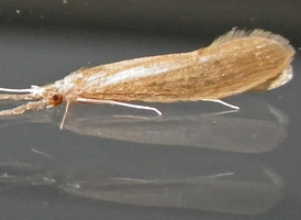long-horned caddisfly
